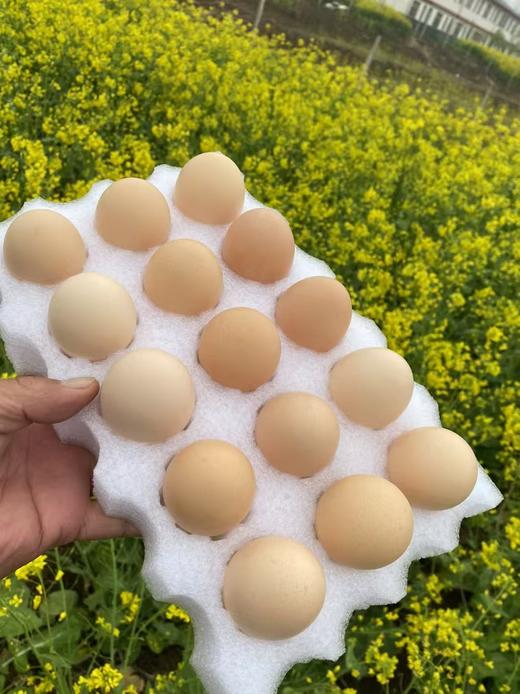 安徽竹林鸡蛋散养谷物新鲜土鸡蛋 商品图6