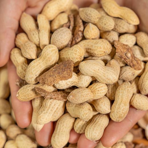 【斌哥优选】陈皮花生。龙岩珍珠花生和九年陈皮完美结合，每一粒花生都吸足了陈皮香，独特又好吃。过年必备小零食。 商品图2