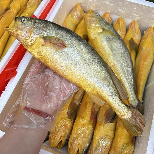【团臻鲜】舟山半野生大黄鱼（新鲜） 商品图1