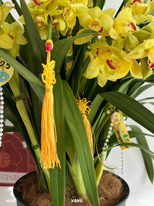 日进斗金 （新盆）大花蕙兰· 陶瓷盆花 商品图3