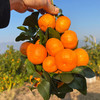 【分仓直发包邮】广西西林沙糖桔5斤（约50-70个果） 商品缩略图4