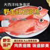 【野生海产】红石斑鱼300-400g 大西洋纯净海域 商品缩略图0