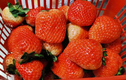 奶油草莓/500g 商品图0