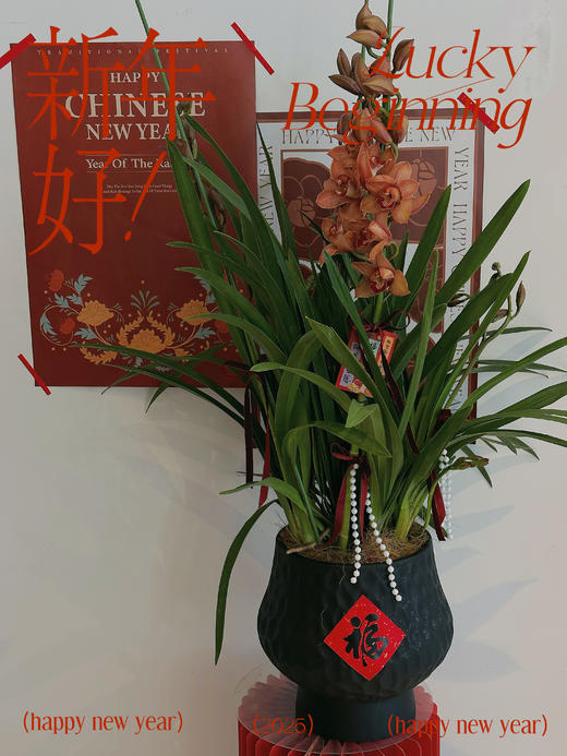 岁启华章 大花蕙兰· 陶瓷盆花 商品图1