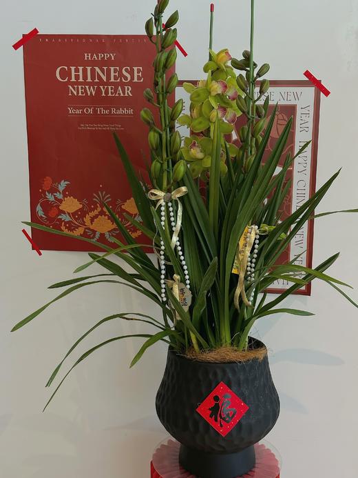 万事亨通 大花蕙兰· 陶瓷盆花 商品图3