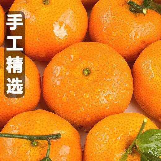 【分仓直发包邮】广西西林沙糖桔5斤（约50-70个果） 商品图3