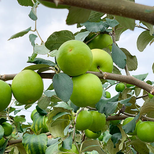 【蜜罐苹果枣】皮薄核小 果肉白嫩细腻 新鲜脆爽 甜蜜多汁 商品图6