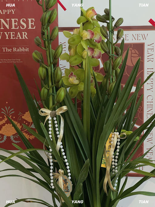 万事亨通 大花蕙兰· 陶瓷盆花 商品图1