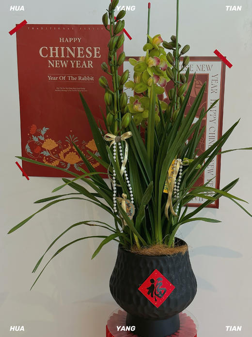 万事亨通 大花蕙兰· 陶瓷盆花 商品图0