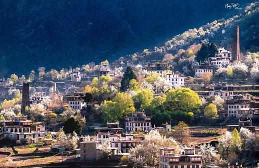 “川西春色”嘉阳小火车、金川梨花、甲居藏寨、色达佛学院、桃坪羌寨9天摄影团 商品图2