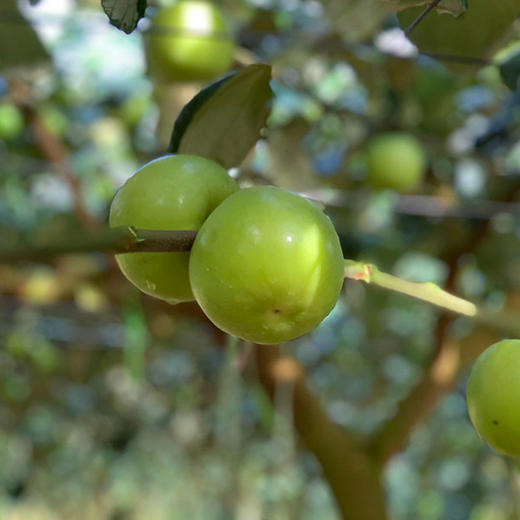 【蜜罐苹果枣】皮薄核小 果肉白嫩细腻 新鲜脆爽 甜蜜多汁 商品图4