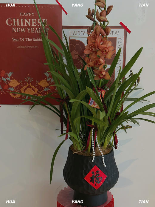 岁启华章 大花蕙兰· 陶瓷盆花 商品图2