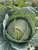 朴愿有机农场 圆包菜 青甘蓝 一个2-3斤 商品缩略图0