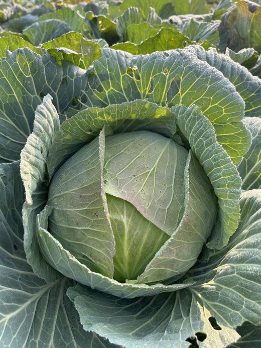 朴愿有机农场 圆包菜 青甘蓝 一个2-3斤 商品图0