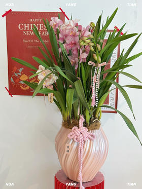 福满华年 大花蕙兰· 陶瓷盆花