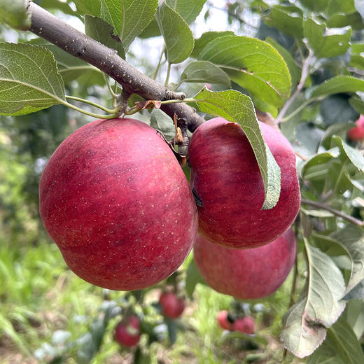 云南帕帕拉苹果冰糖心红富士精品礼盒装 商品图3