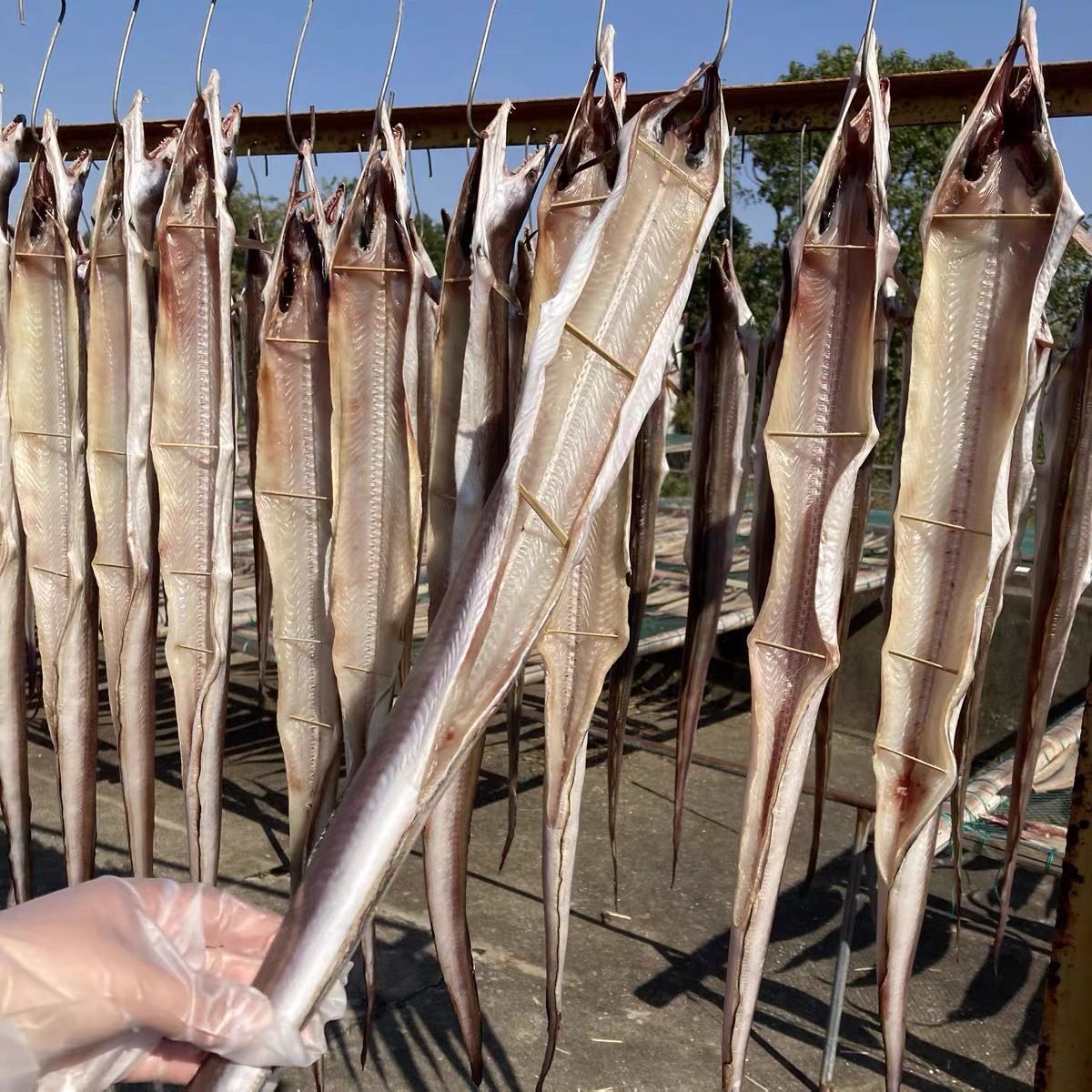 【团臻鲜】野生舟山风鳗段