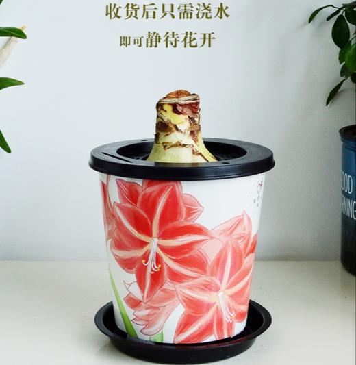 球朵朵朱顶红盆栽 | 到手即种、只需浇水静待花开、送礼佳选、搭配花盆、美观又实用、为生活增添一抹亮色 商品图0