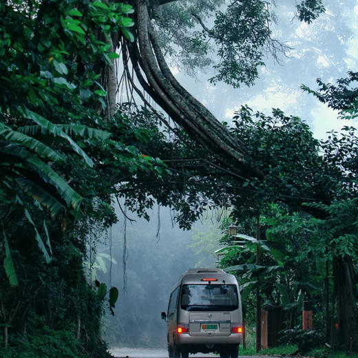 桃源景迈山|云南·西双版纳景迈山3天2晚 商品图3