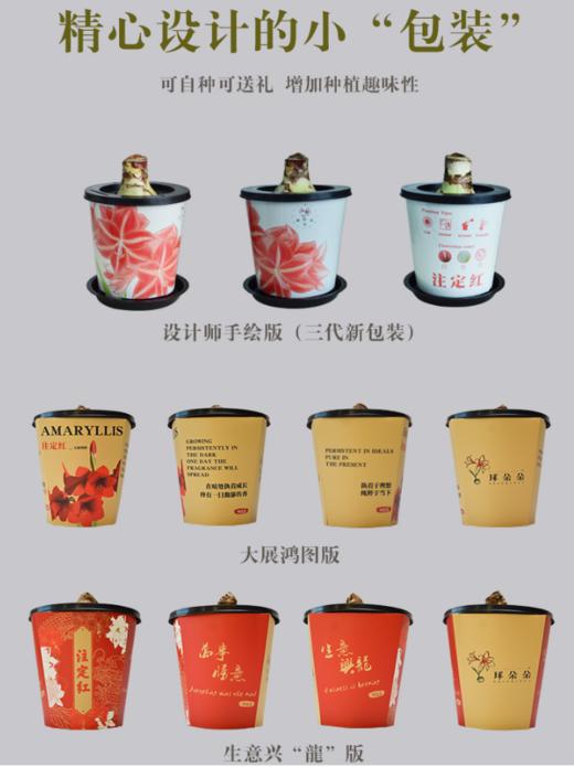 球朵朵朱顶红盆栽 | 到手即种、只需浇水静待花开、送礼佳选、搭配花盆、美观又实用、为生活增添一抹亮色 商品图2