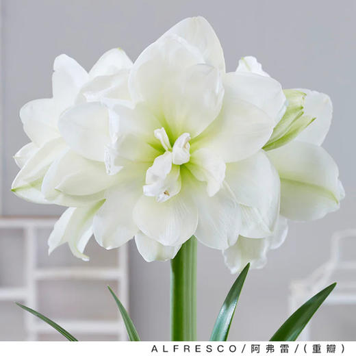 球朵朵朱顶红盆栽 | 到手即种、只需浇水静待花开、送礼佳选、搭配花盆、美观又实用、为生活增添一抹亮色 商品图3