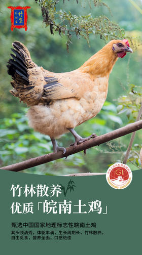 安徽竹林鸡新鲜谷物散养老母鸡童子鸡（赠鸡蛋）