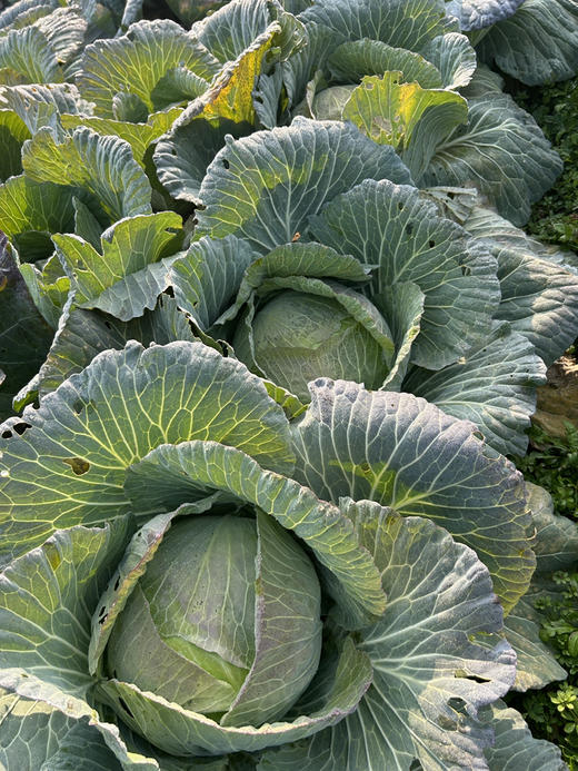 朴愿有机农场 圆包菜 青甘蓝 一个2-3斤 商品图1