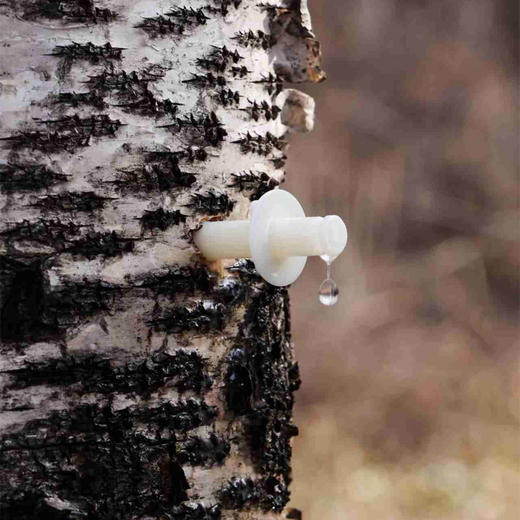 【嘉华浓缩桦树汁2025年新汁】欧盟有机认证  10倍浓缩白桦树汁原始森林野生采集 顺丰发货【新汁5月下旬发货】 商品图3