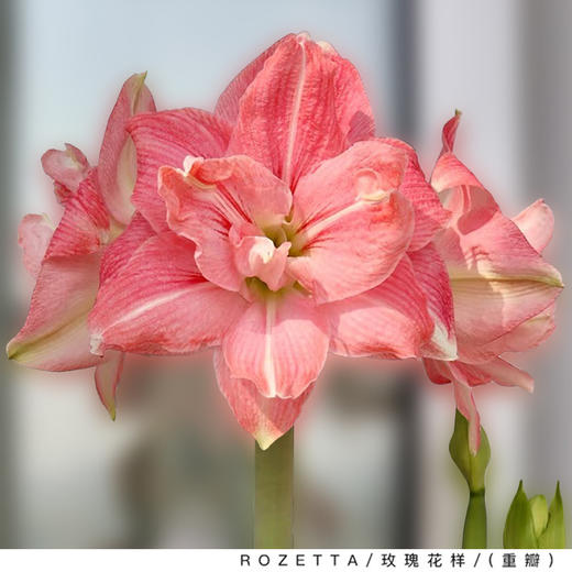 球朵朵朱顶红盆栽 | 到手即种、只需浇水静待花开、送礼佳选、搭配花盆、美观又实用、为生活增添一抹亮色 商品图5