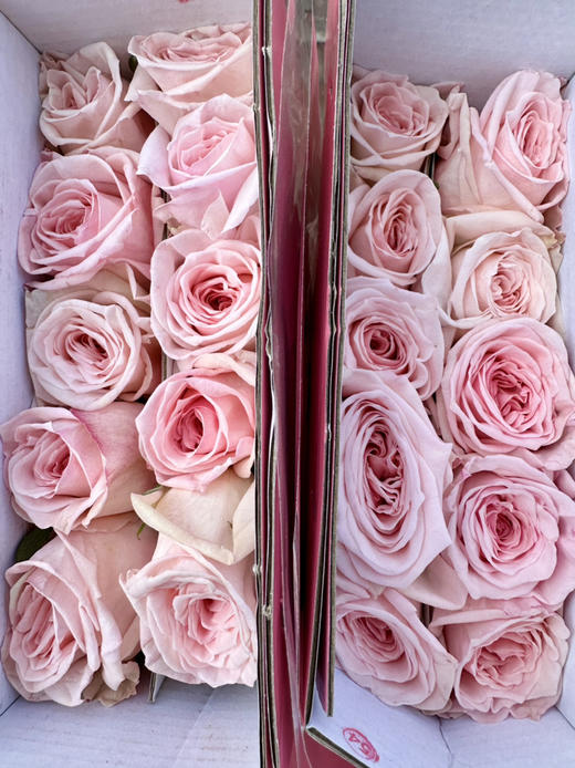 国产玫瑰-【粉荔枝】 商品图1