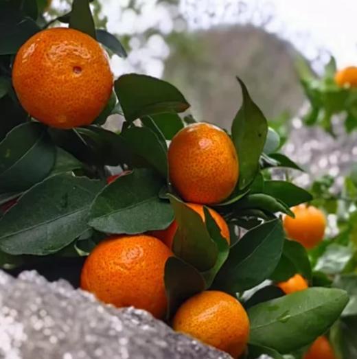 合作产品/ 广西生态砂糖橘  1月10号后发货 商品图1