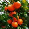 合作产品/ 广西生态砂糖橘  1月10号后发货 商品缩略图5
