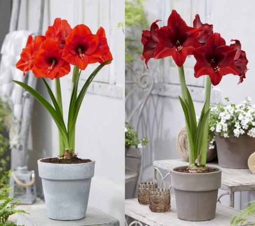 球朵朵朱顶红盆栽 | 到手即种、只需浇水静待花开、送礼佳选、搭配花盆、美观又实用、为生活增添一抹亮色 商品图4