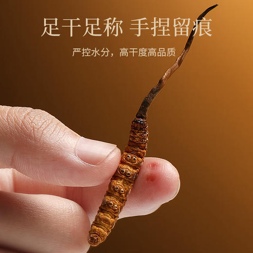 杞里香 冬虫夏草7.5克（30根）青海玉树新干虫草礼盒【LXCTCJ10.0】 商品图3