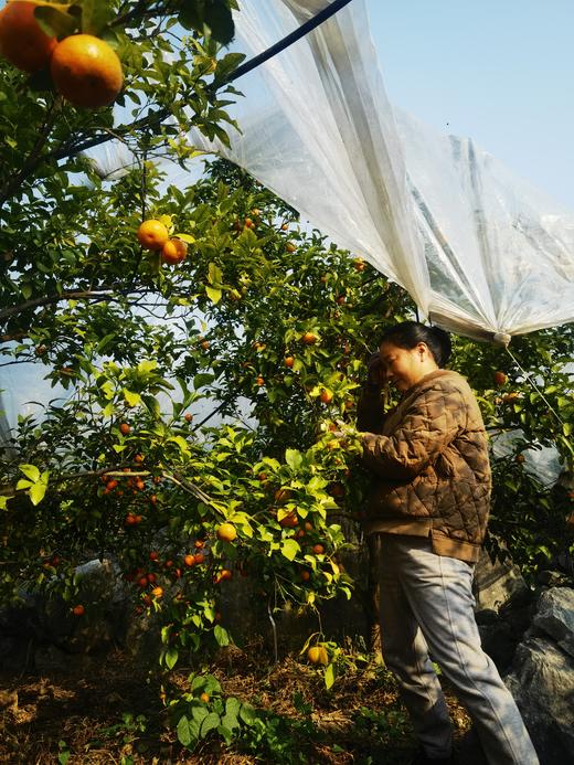 合作产品/ 广西生态砂糖橘  1月10号后发货 商品图7