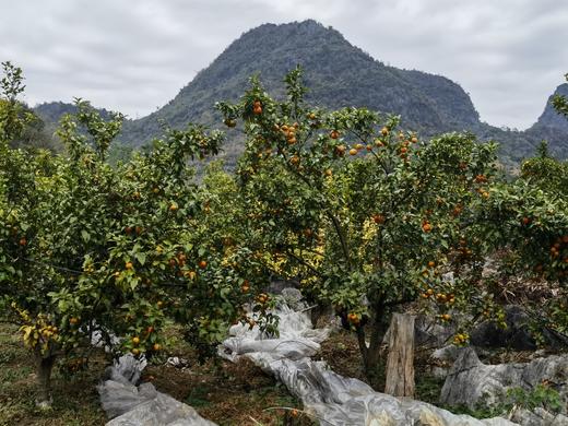 合作产品/ 广西生态砂糖橘  1月10号后发货 商品图14