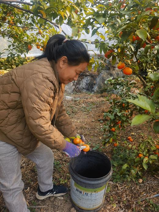 合作产品/ 广西生态砂糖橘  1月10号后发货 商品图10