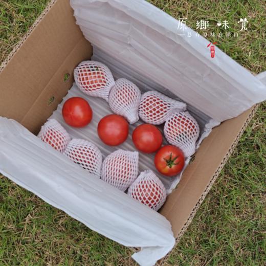 有机番茄西红柿（基地直发-顺丰/京东包邮） | 多种规格，来自四只瓢虫兄弟农场，生产者：詹志宇【合作生产，公平贸易】 商品图12