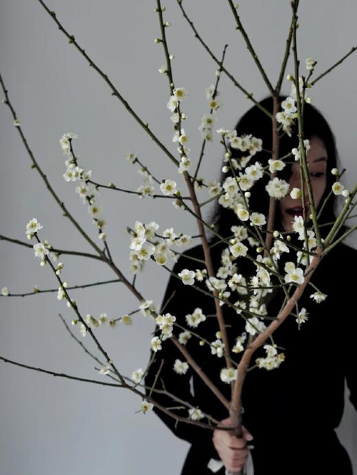 同城甄选精品花材梅花鲜切枝条一扎 商品图5