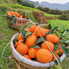 【分仓直发包邮】奉节脐橙5斤中果70-80mm 商品缩略图4