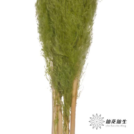 干花 | 大芦苇果绿 商品图2