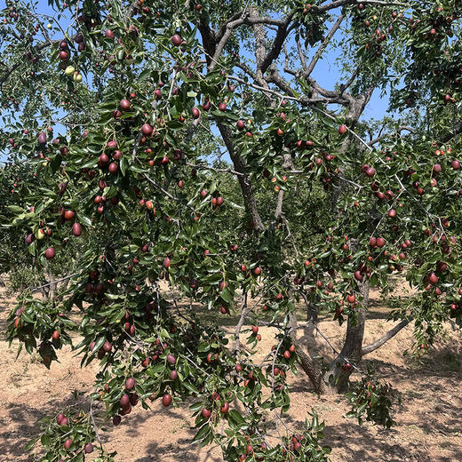 陕西佳县有机紫晶枣520g/罐 商品图4