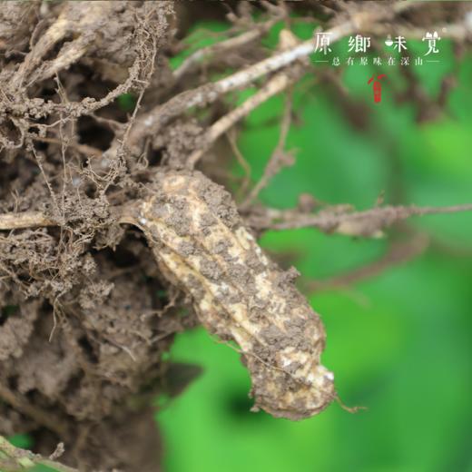 生态七彩花生（成都仓库-顺丰快递 ）｜500g/袋，来自云南丽江，生产者：张秀云【合作生产，公平贸易】 商品图7