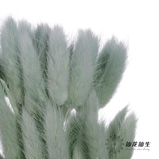 干花 | 兔尾草草绿 商品图3