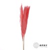 干花 | 大芦苇桃红 商品缩略图1
