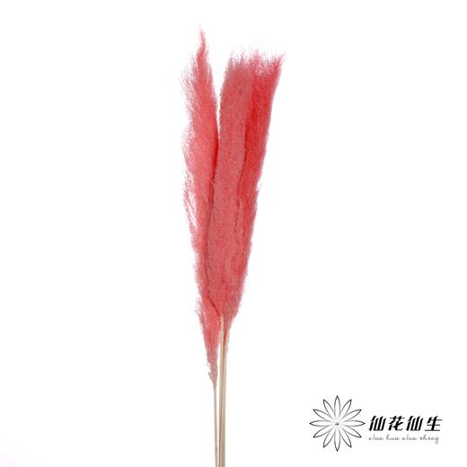 干花 | 大芦苇桃红 商品图1