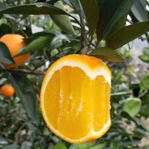 【分仓直发包邮】奉节脐橙5斤中果70-80mm 商品图3