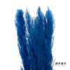 干花 | 大芦苇宝蓝 商品缩略图0