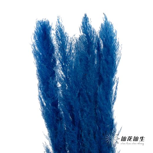 干花 | 大芦苇宝蓝 商品图0