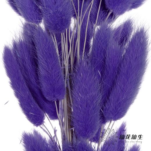 干花 | 兔尾草篮紫 商品图1